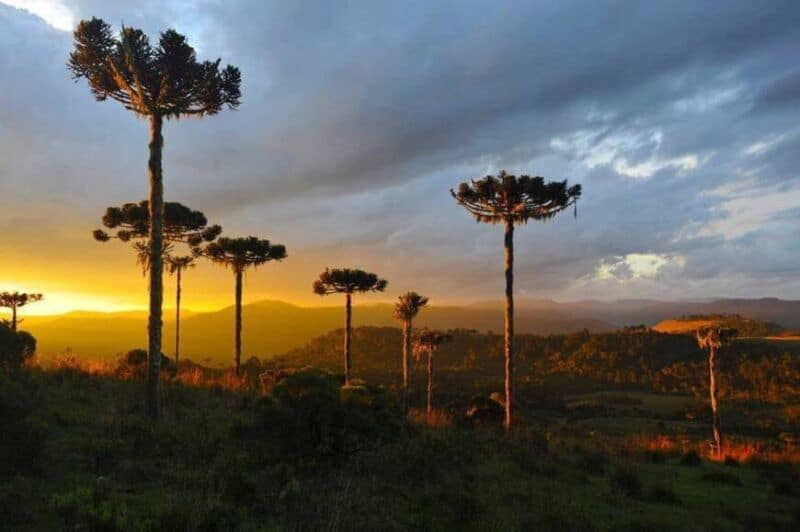 Parque Provincial de la Araucaria, espacio que se consolida como refugio de aves y selva misionera
