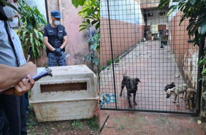 Maltrato animal en Posadas: allanaron una casa y notificaron judicialmente a los dueños por el mal estado de sus perros