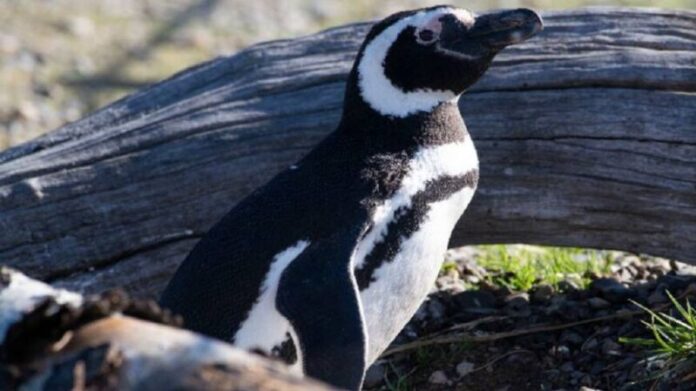 Pingüinos en peligro: 35 mil ejemplares amenazados por la contaminación de las pesqueras en Santa Cruz