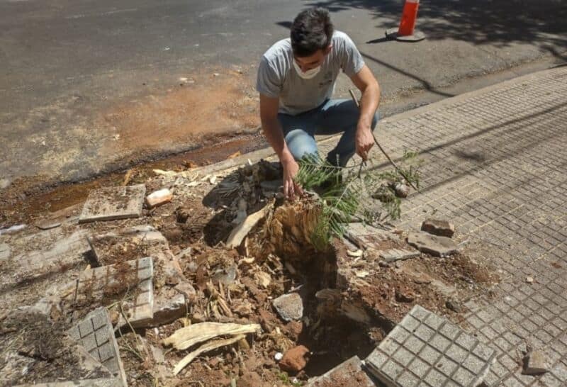 Removieron árboles con raíces en descomposición en el centro de Posadas