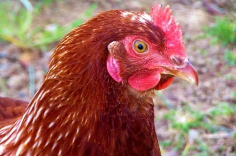 Murieron 400 mil gallinas en tres días por la ola de calor en Uruguay