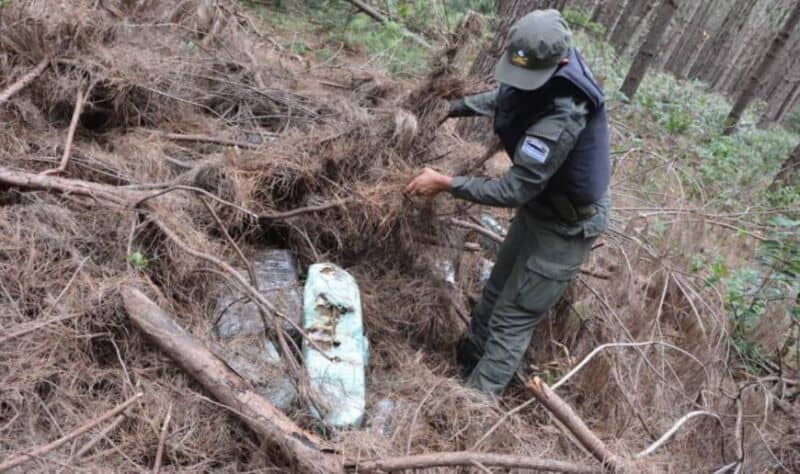 Gendarmes incautaron más de una tonelada de marihuana en dos procedimientos en plena selva misionera