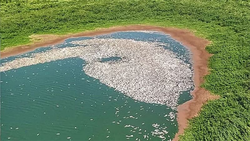 La sequía, el calor y la bajante del Paraná provocan mortandad de peces y tortugas
