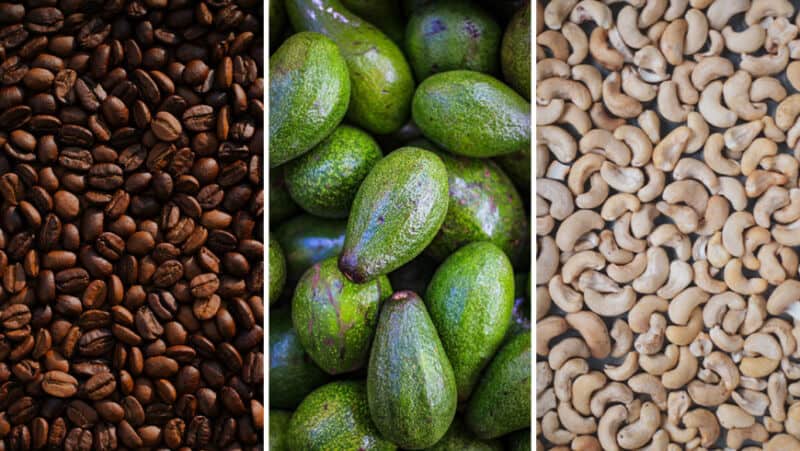 Cambio climático: cómo afecta al café, los aguacates y los anacardos