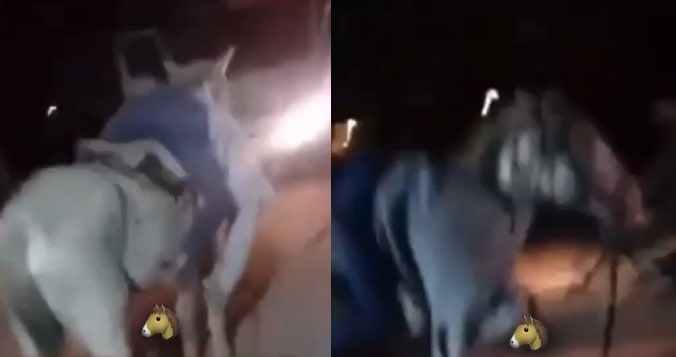 Corrientes: se durmió sobre su caballo mientras regresaba de visitar al Gaucho Gil