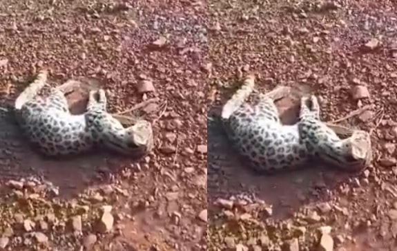 Atropellaron y mataron a un gato tirica sobre ruta provincial 19