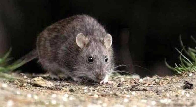 Luego de dos semanas murió el joven internado por Hantavirus en Chubut