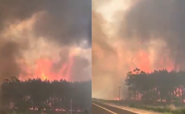 Feroz incendio forestal en Colonia Carril, zona cercana a El Alcázar