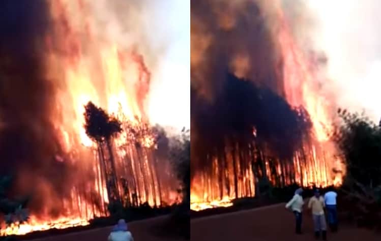 Misiones, dentro de las cinco provincias que continúan con focos activos de incendios forestales