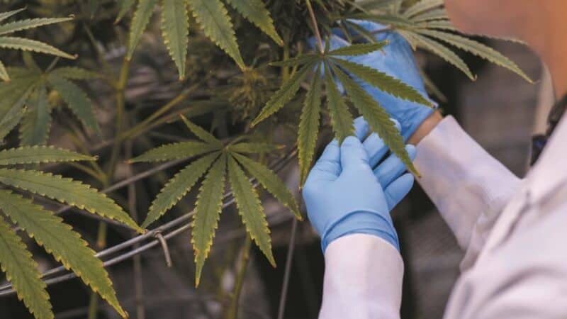 Estudio asegura que la marihuana puede bloquear el covid