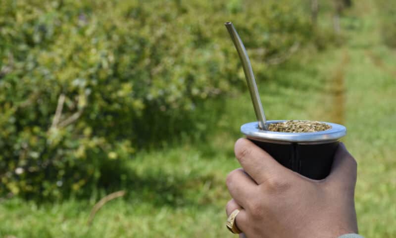 Récord histórico de producción y consumo interno de yerba mate en 2021