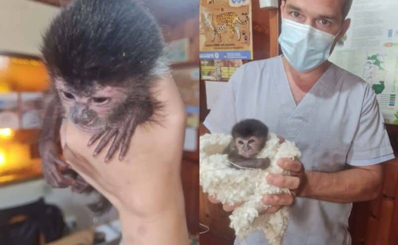 Rescataron a un mono Caí en Eldorado