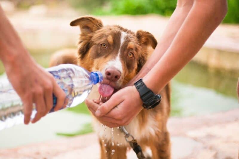 Golpes de calor en animales: cuáles son las medidas de prevención para evitarlos