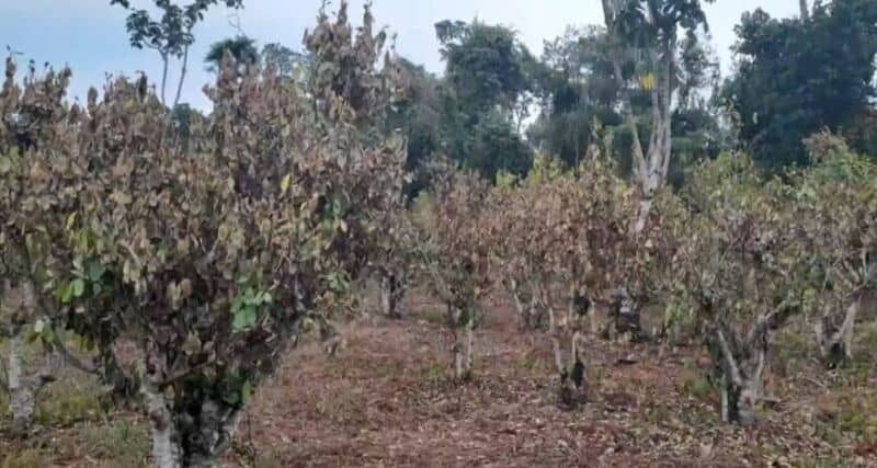 La sequía también golpea con fuerza a productores yerbateros del norte misionero