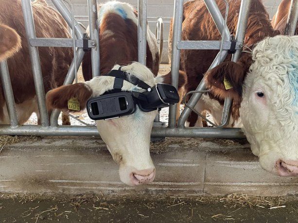 vacas realidad virtual 1 - 9