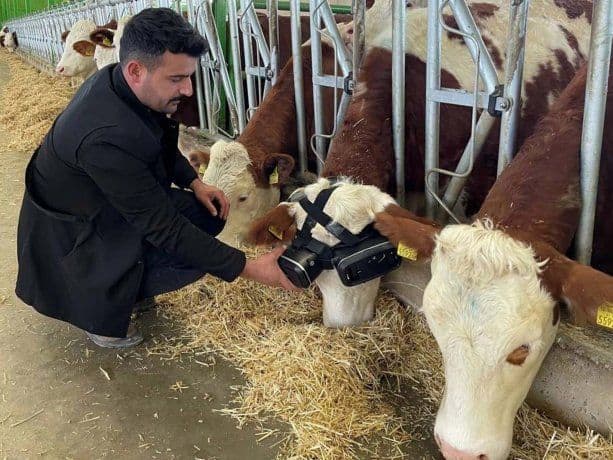 Turquía: le ponen gafas de realidad virtual a vacas para que den más leche