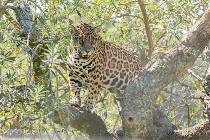 Los Esteros del Iberá suman otra yaguareté