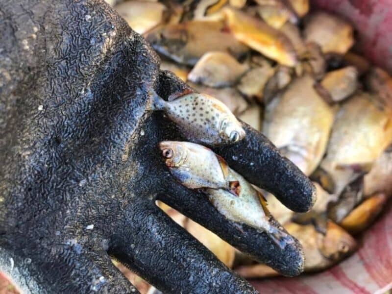 El Pirá Pytá se alista para un nuevo Campeonato Internacional de Pesca de la Piraña en Posadas 4 8 - 1pesca - 7