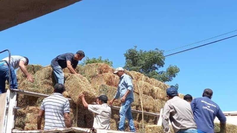 Entregaron alfalfa y créditos a productores de la cuenca ovino-caprina de la zona Sur de Misiones