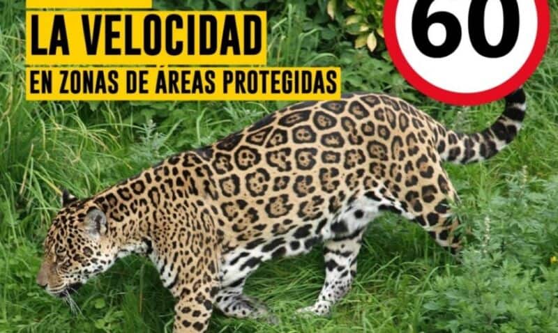 “Ruta viva, fauna presente”, la iniciativa impulsada por instituciones y organizaciones contra el atropellamiento animal