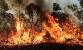 Advierten que la sequía propició que los incendios pongan en riesgo la biodiversidad del Iberá