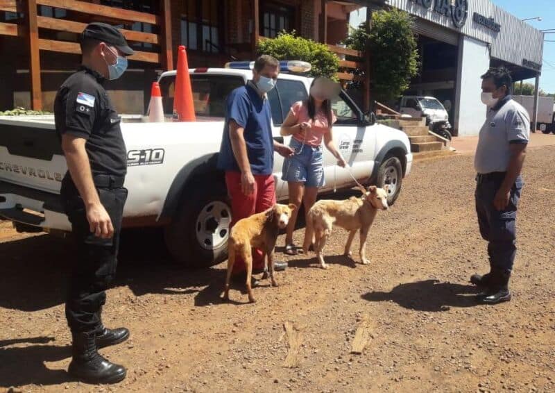 Notificaron a un hombre por el maltrato hacia sus dos perros en Campo Grande
