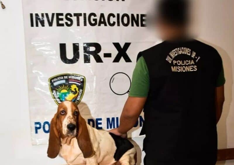 Feliz reencuentro entre una perrita y su dueña en el barrio Aeroclub de Posadas 1 2 - Perrita 1 - 1