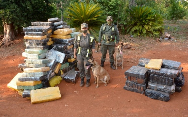 Gendarmes secuestraron casi dos toneladas de marihuana en Caraguatay: hay detenidos 1 2 - Secuestro de marihuana 1 - 1