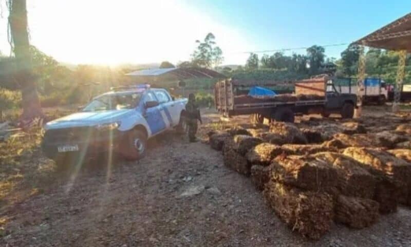 Prefectos decomisaron un cargamento de más de seis toneladas de tabaco en El Soberbio: 10 detenidos