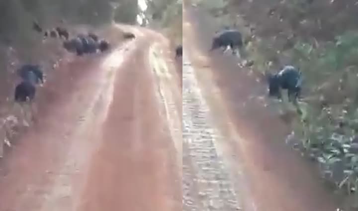 Tristeza: animales huyen del fuego en zona del Valle del Cuña Pirú