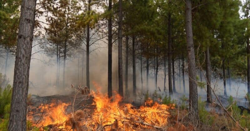 Incendios: investigan en Corrientes 75 denuncias por fuegos intencionales