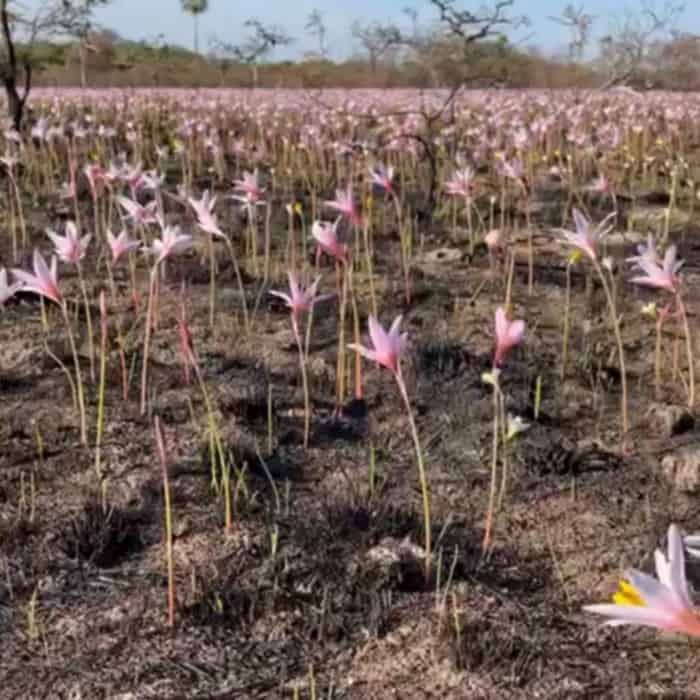 Iberá: luego de las lluvias salieron flores entre las cenizas y ya planean su restauración