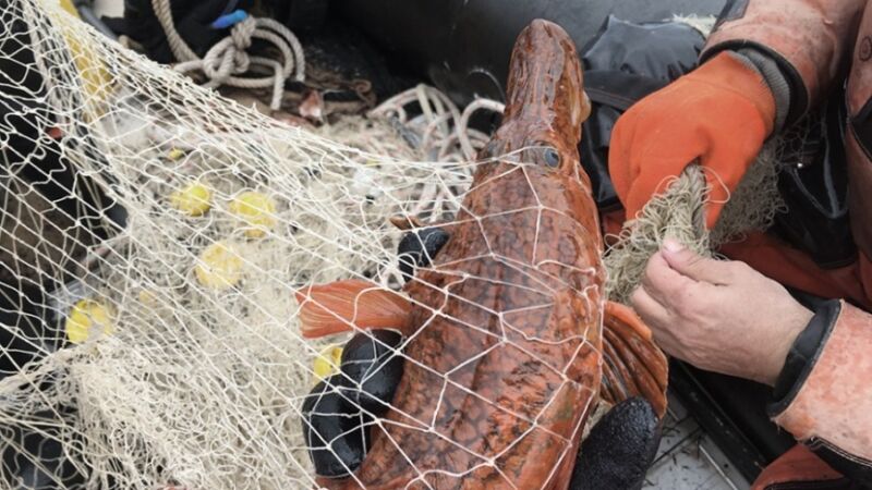 Investigan el impacto del cambio climático y la sobrepesca en los peces de la Antártida