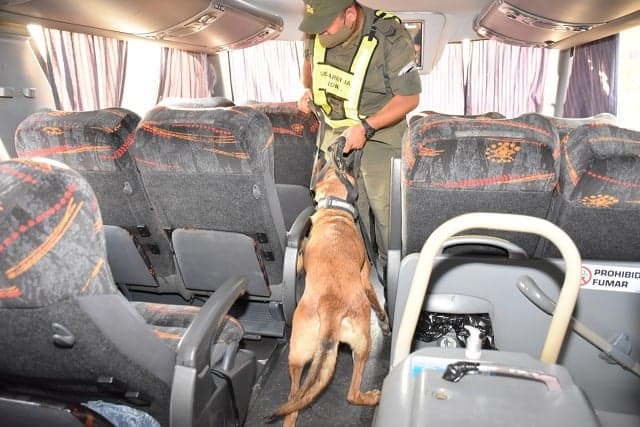Llevaban marihuana debajo de las butacas de un micro desde Iguazú: los detuvieron en Corrientes