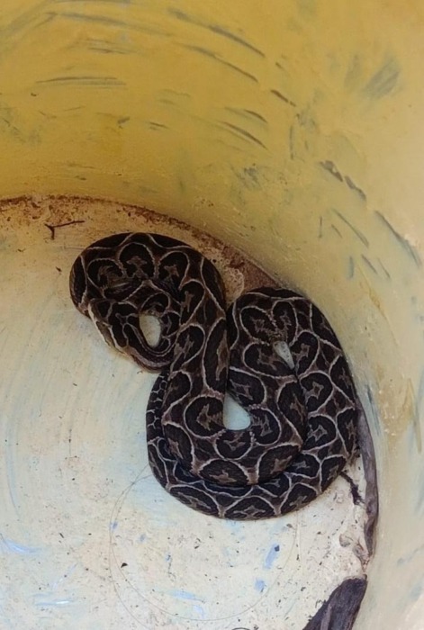 Resguardaron y devolvieron a su hábitat a un “erizo” y a una "Yarará" 1 2 - resguardi 1 - 1