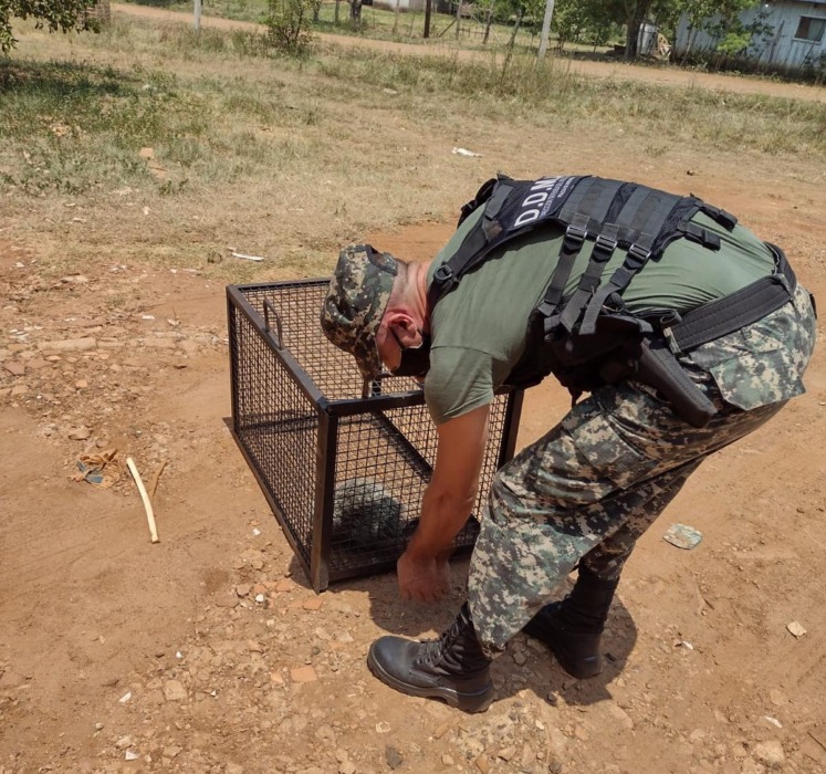 Resguardaron y devolvieron a su hábitat a un “erizo” y a una "Yarará" 2 4 - resguardi 2 - 3