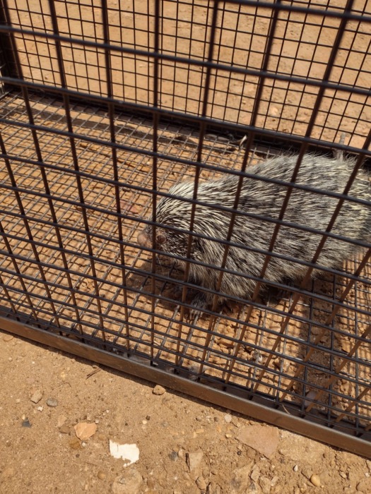 Resguardaron y devolvieron a su hábitat a un “erizo” y a una "Yarará" 3 6 - resguardi 3 - 5