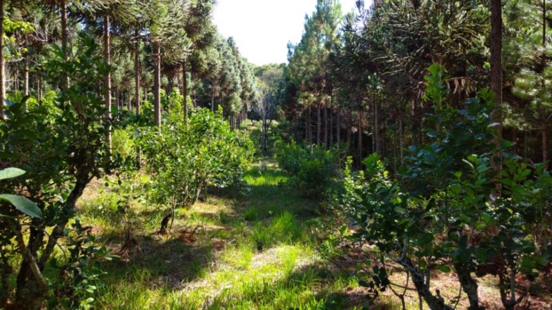 Arborización de yerbales en Misiones: avanzan con propuestas para mitigar impacto del clima 1 2 - yerbal 1 - 1