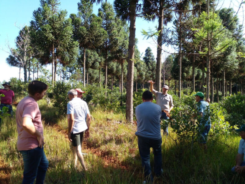 Arborización de yerbales en Misiones: avanzan con propuestas para mitigar impacto del clima