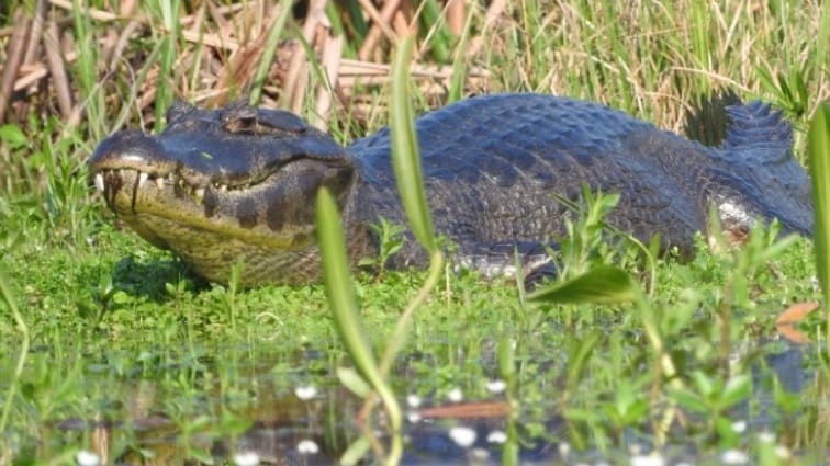 Rescatan animales autóctonos para trasladarlos a otros sectores tras incendios en Corrientes
