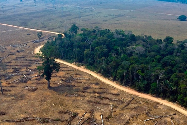 La deforestación de la Amazonía marcó un nuevo récord