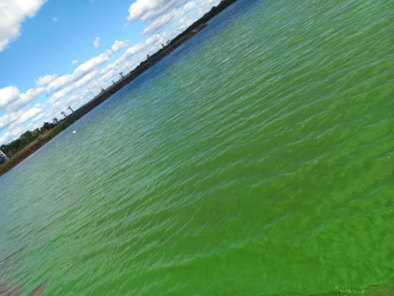 Detectaron cianobacterias en aguas del arroyo Mártires