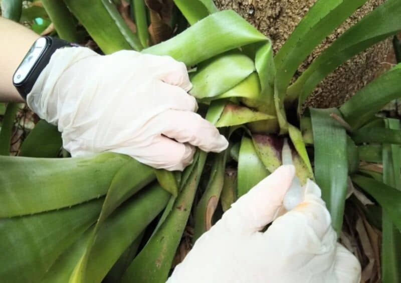 El operativo LIRAa continuará la semana que viene en Posadas