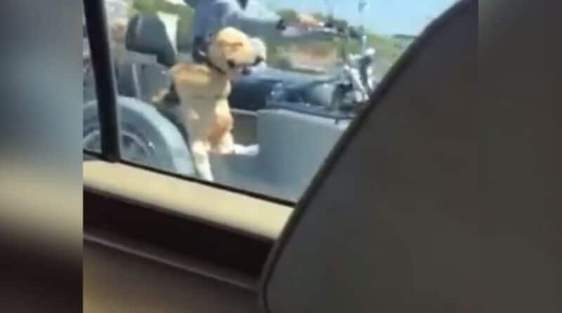 Video: mirá el video del perro motoquero en la Panamericana