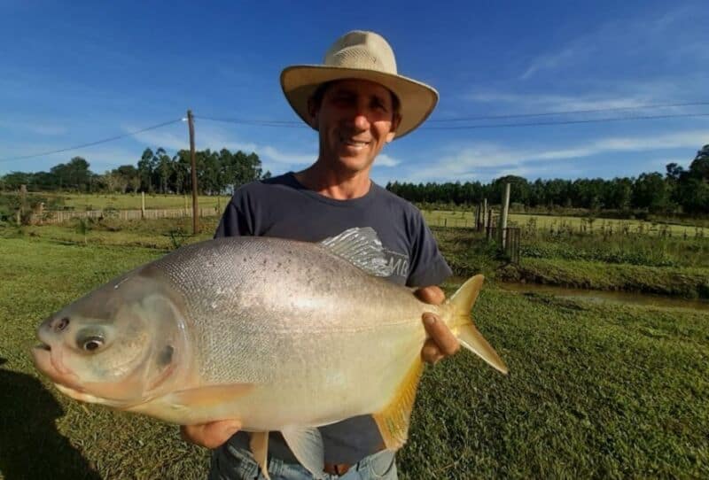 Peces de estanque y faenados, las alternativas que ofrecen para las comidas tradicionales de Pascuas