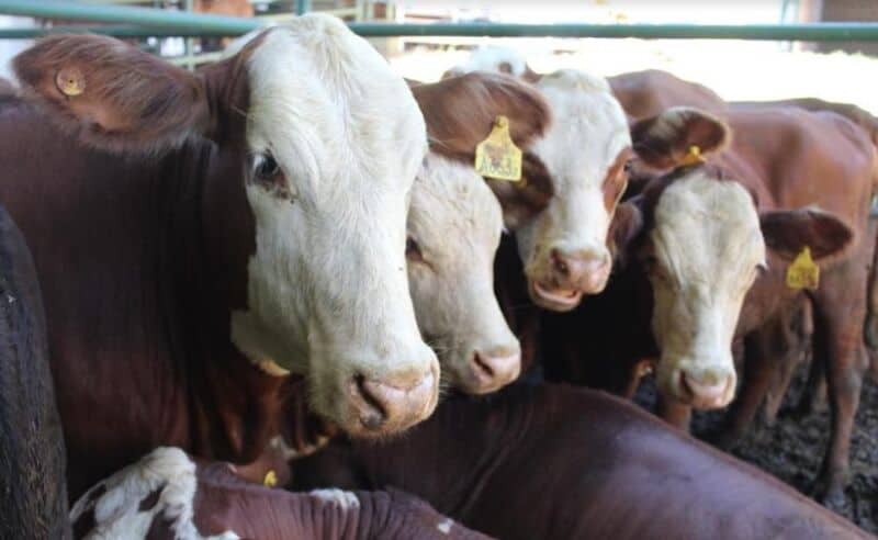 Exitoso remate ganadero con más de 500 animales en Andresito