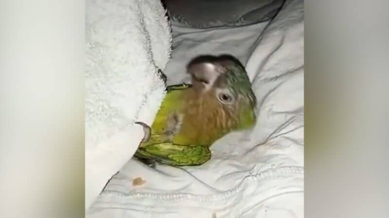 Un loro duerme en la cama de sus dueños y se queja cuando lo destapan