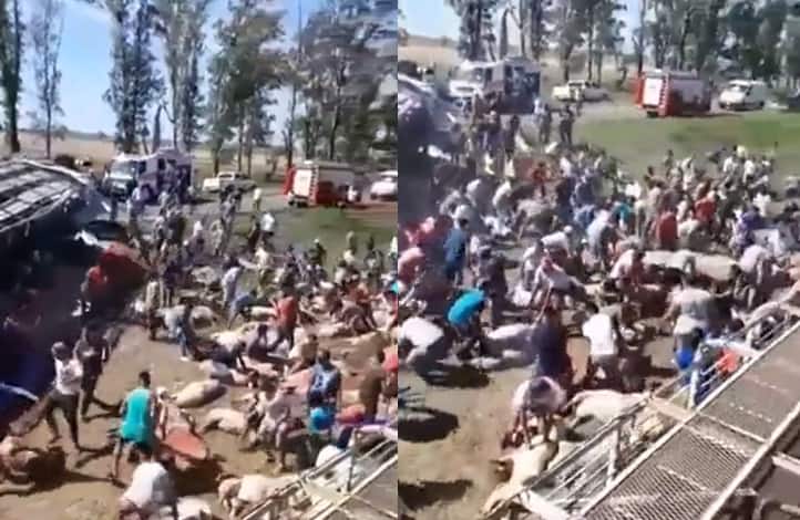 En Córdoba volcó un camión con cerdos en la ruta y los vecinos los faenaron