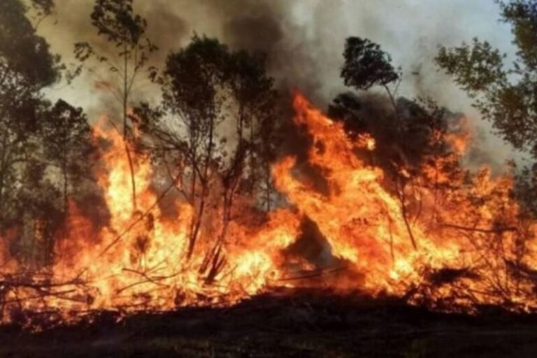 Corrientes: advierten que más de un millón de hectáreas se quemaron durante la catástrofe ígnea