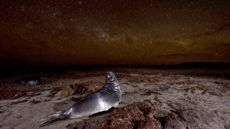 Una fotógrafa argentina, premiada por su foto de un cachorro de elefante marino